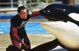 Orca Trainer Killed Understanding the Risks and Realities of Working with Killer Whales