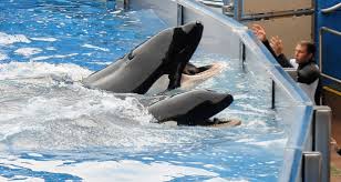 Orca Trainer Killed Understanding the Risks and Realities of Working with Killer Whales