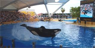 Orca Trainer Killed Understanding the Risks and Realities of Working with Killer Whales