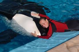 Orca Trainer Killed Understanding the Risks and Realities of Working with Killer Whales