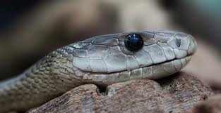 Discovering the World of Snakes Fascinating Facts and Insights for the USA Audience