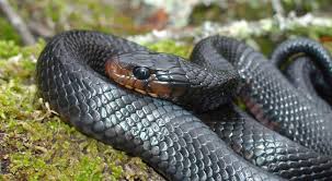 Discovering the World of Snakes Fascinating Facts and Insights for the USA Audience