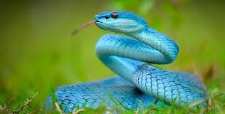 Discovering the World of Snakes Fascinating Facts and Insights for the USA Audience