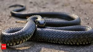 Discovering the World of Snakes: Fascinating Facts and Insights for the USA Audience